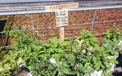Dachgartenbetreuung