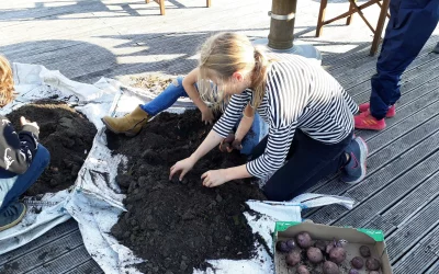 Kartoffelernte in Projektgärten