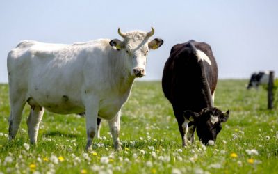 Interview mit dem Deutschlandfunk zum Thema Kompost