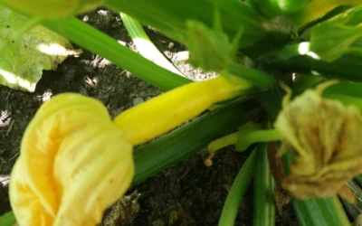 Ferienprogramm für Kinder beginnt am 31. 7. im Gutsgarten