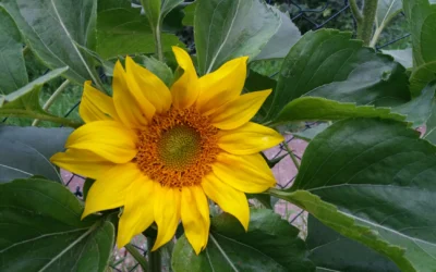 Zu unserem ersten Sommerfest im Gutsgarten reifen Gemüse und Freundschaften