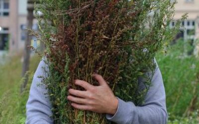 27. September: Melde Workshop im Gutsgarten