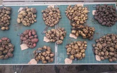 26. August: Kartoffelernte im Gutsgarten