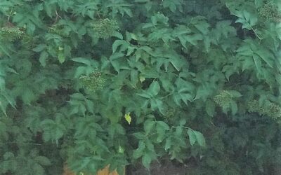 2. September: Holundergelee Kochen mit Marlis im Gutsgarten