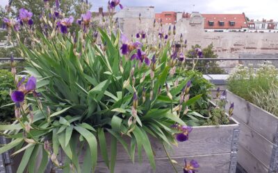Kund*innengarten-Update