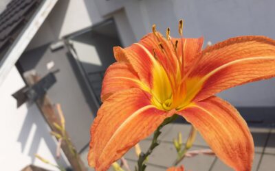 Viele Blüten, erste Ernten