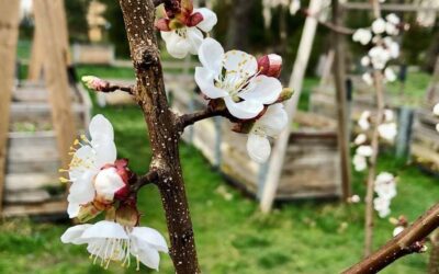 Obstbaumschnitt-Kurs am 1. Juli
