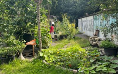 „Rollberg Paradise“ – mitmachen, entspannen und genießen im Gemeinschaftsgarten